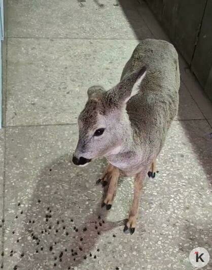 Калининградцы нашли и приютили у себя в мастерской замерзавшую косулю (видео)   - Новости Калининграда | Фото: читатель «Клопс»