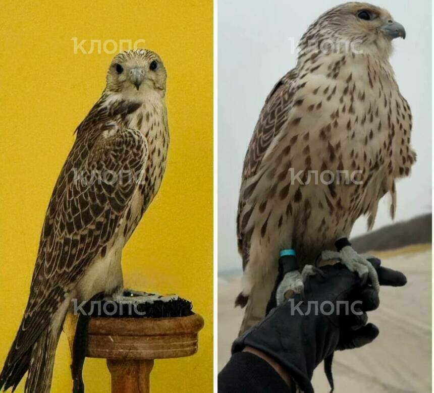 Под Балтийском ищут ручного сокола с колечком на лапе и датчиком на спине (фото)   - Новости Калининграда | Фото: Валерия Лебедевас