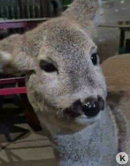 Калининградцы нашли и приютили у себя в мастерской замерзавшую косулю (видео)   - Новости Калининграда | Фото: читатель «Клопс»