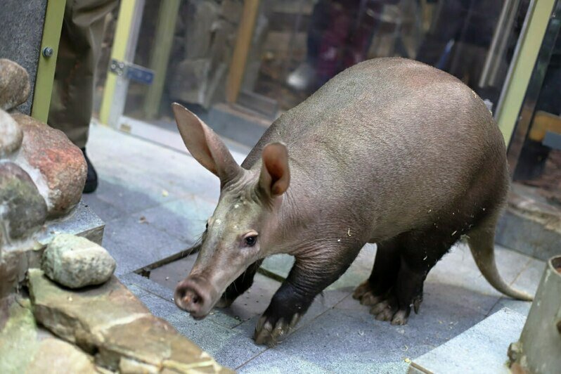 Самый известный и милый калининградский соня получил на день рождения коробку червяков (видео) - Новости Калининграда | Фото: Калининградский зоопарк