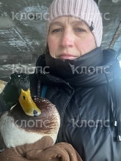 «Бежал со всех утиных лап ко мне»: туристка из Москвы спасла замерзающего на побережье в Светлогорске селезня (фото)   - Новости Калининграда | Фото: Мария Кононова