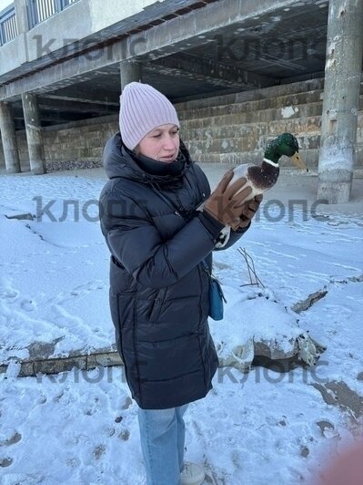«Бежал со всех утиных лап ко мне»: туристка из Москвы спасла замерзающего на побережье в Светлогорске селезня (фото)   - Новости Калининграда | Фото: Мария Кононова