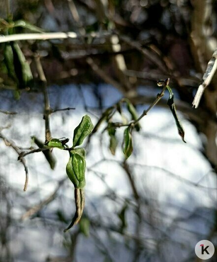 Зелёные листочки среди сугробов заметили в Светлогорске (фото)   - Новости Калининграда | Фото: Александр