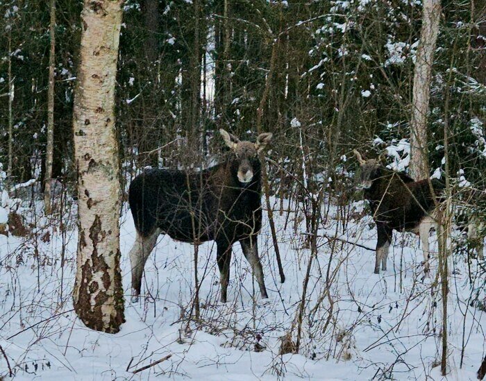 Чаще всего лосей сейчас можно встретить в районе Королевского бора. | Фото: пресс-служба нацпарка