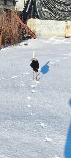 Лёг в руки и склонил голову: фермер из Калининградской области спас умирающего на морозе аиста (фото)   - Новости Калининграда | Фото: Фёдор
