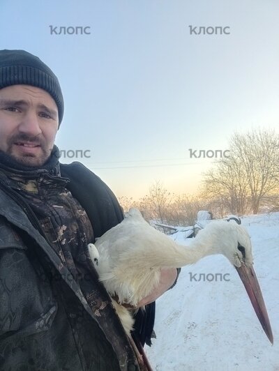 Лёг в руки и склонил голову: фермер из Калининградской области спас умирающего на морозе аиста (фото)   - Новости Калининграда | Фото: Фёдор