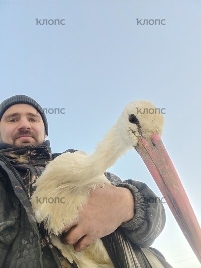 Лёг в руки и склонил голову: фермер из Калининградской области спас умирающего на морозе аиста (фото)   - Новости Калининграда | Фото: Фёдор