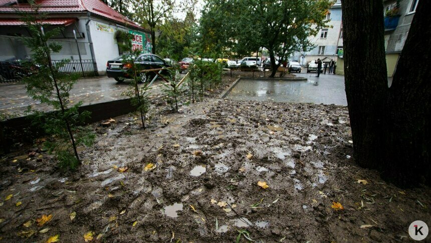 Дятлова: В Калининграде кур держать нельзя - Новости Калининграда | Фото: Александр Подгорчук / Архив «Клопс»