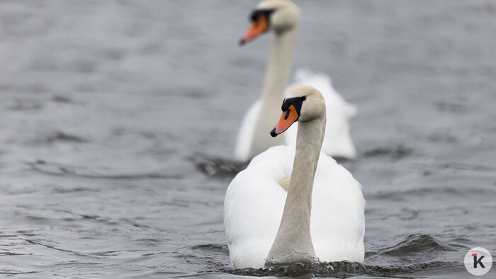«Невозможно видеть, как брошенная собака ищет тепла»: чем помочь животным в непривычные для Калининграда морозы  - Новости Калининграда | Фото: Александр Подгорчук / Архив «Клопс»