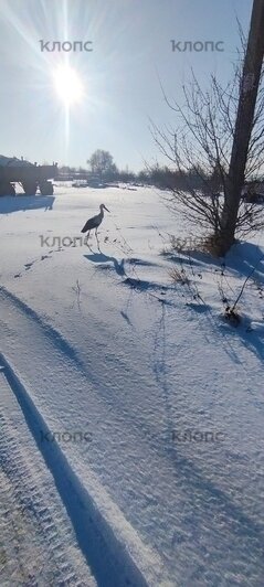 Лёг в руки и склонил голову: фермер из Калининградской области спас умирающего на морозе аиста (фото)   - Новости Калининграда | Фото: Фёдор