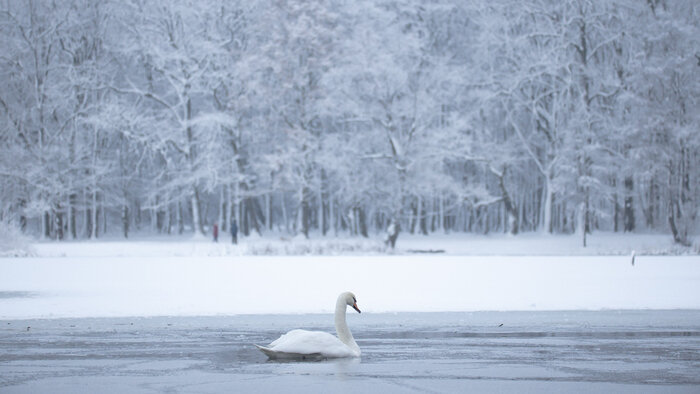 «Прекрасное средство администрации»: 9 неочевидных цитат русских классиков про мороз - Новости Калининграда | Фото: архив «Клопс»