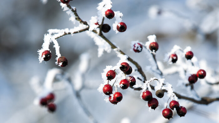 «Прекрасное средство администрации»: 9 неочевидных цитат русских классиков про мороз - Новости Калининграда | Фото: архив «Клопс»