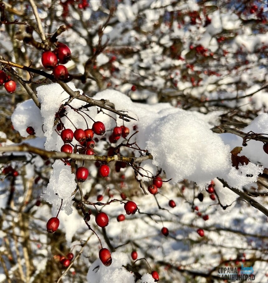 Впереди самые холодные дни этой зимы | Фото: Оксана Сазонова