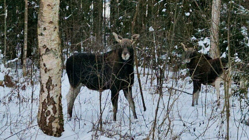 Сбились в группы в поисках еды: на Куршской косе из-за морозов лоси стали чаще выходить к дороге - Новости Калининграда | Фото: пресс-служба национального парка «Куршская коса»