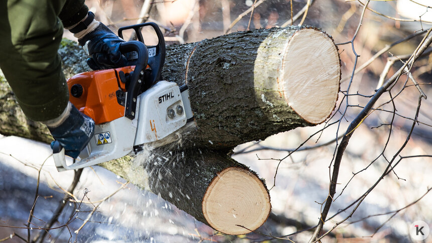 Калининград лишится 129 деревьев на Челюскинской, но где будут высажены новые — неизвестно   - Новости Калининграда | Фото: Александр Подгорчук / Архив «Клопс»