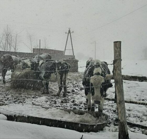 Снимки сделаны в начале января. | Фото: Елена