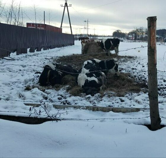 Снимки сделаны в начале января. | Фото: Елена