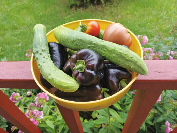 Когда сеять и сажать в Калининграде: лунный календарь и полезные контакты 