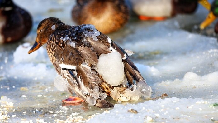 Грустная птица с обледеневшими перьями: в городском парке Зеленоградска спасают замерзающих уток (фото, видео)   - Новости Калининграда | Фото: Александр Подгорчук / «Клопс»
