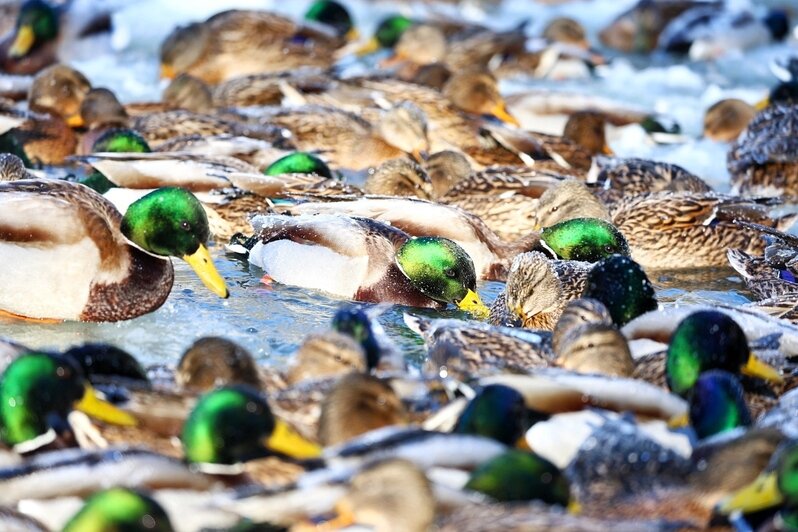 Грустная птица с обледеневшими перьями: в городском парке Зеленоградска спасают замерзающих уток (фото, видео)   - Новости Калининграда | Фото: Александр Подгорчук / «Клопс»