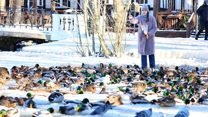 Грустная птица с обледеневшими перьями: в городском парке Зеленоградска спасают замерзающих уток (фото, видео)   - Новости Калининграда | Фото: Александр Подгорчук / «Клопс»