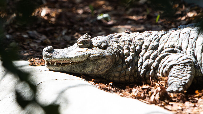 В Мозамбике из-за масштабных наводнений крокодилы стали нападать на людей - Новости Калининграда | Фото: Александр Подгорчук / Архив «Клопс»