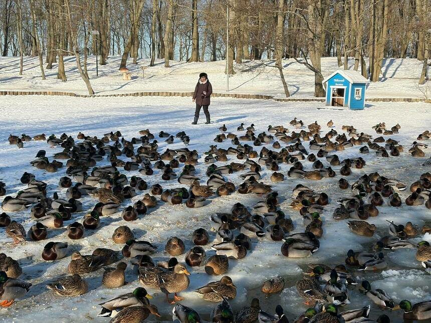 В Зеленоградске утки оказались на замёрзшем озере | Фото: Александр Мелехов