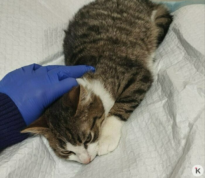 «Невозможно видеть, как брошенная собака ищет тепла»: чем помочь животным в непривычные для Калининграда морозы  - Новости Калининграда | Фото: Татьяна