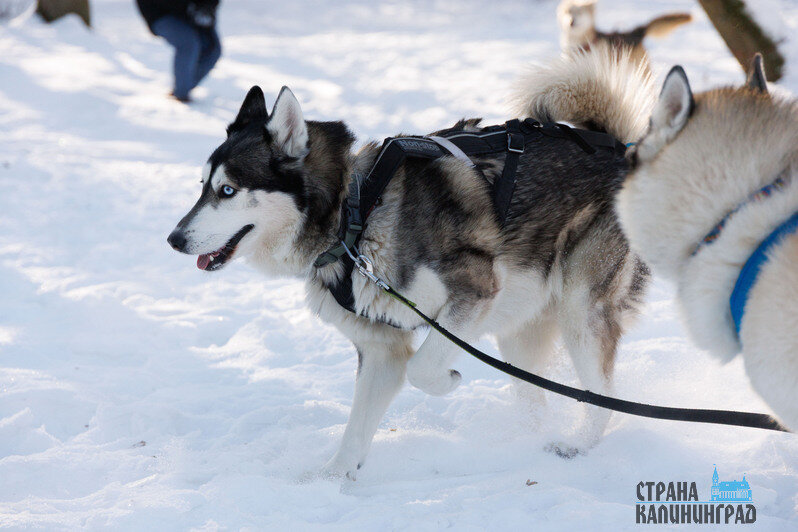 «Мы совсем не замерзли»: почти тысяча калининградцев поиграла в регби и волейбол на снегу в -18 градусов  | Фото: Александра Мелехова