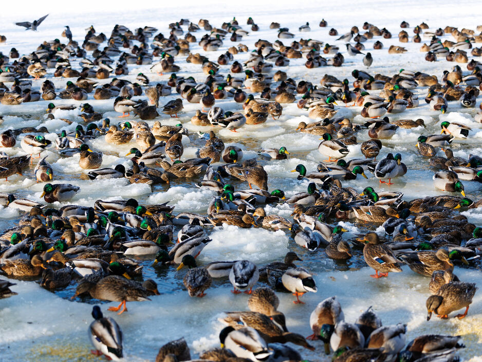 Утки в парке Зеленоградска - борьба за жизнь в минус 20