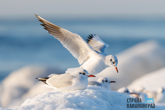 Балтика стала Арктикой: необычные кадры из Зеленоградска