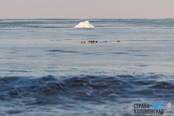 Балтика стала Арктикой: необычные кадры из Зеленоградска | Фото: Александр Мелехов