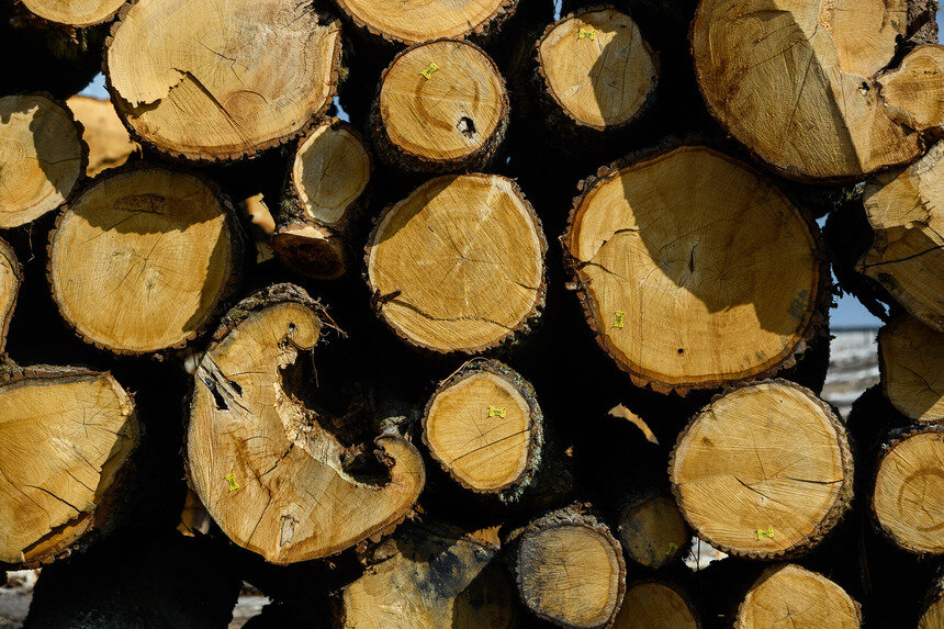 Для собственных нужд можно заготовить древесину и на отопление, и на строительство дома  | Фото: Александр Мелехов