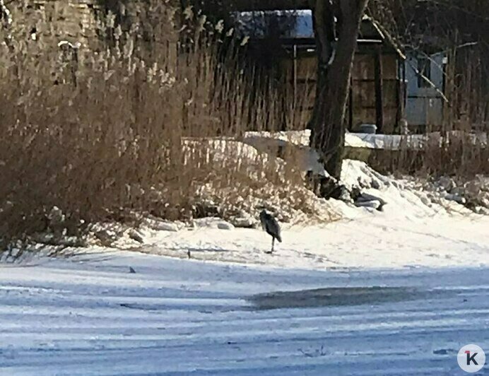 В Балтийске местные власти сделали прорубь во льду канала, чтобы спасти замерзающих птиц (видео, фото)   - Новости Калининграда | Фото: «Биосфера Балтики»