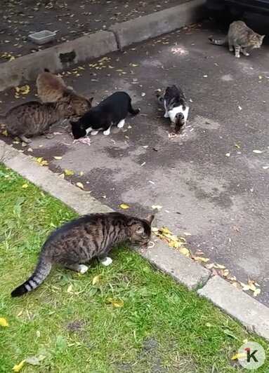 Так котики выглядели летом. | Фото: Елена Васекина