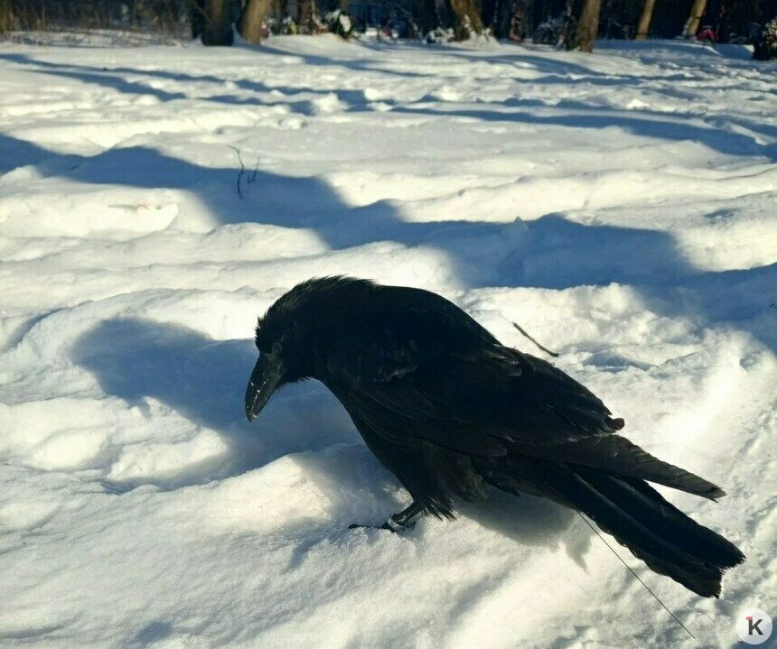 «Не поспеваю за ним»: под Калининградом вновь видели пропавшего ворона Фиделя, но птица не дождалась хозяйку (фото)   - Новости Калининграда