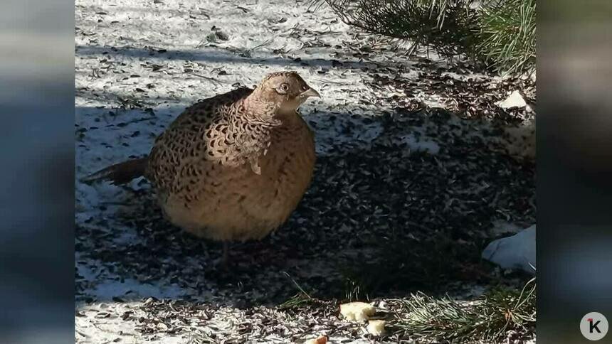 Фрося приглашает кавалера: фазаниха осталась в светлогорском дворе на ПМЖ (видео)   - Новости Калининграда | Фото: Тамара Л.