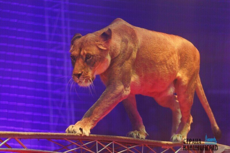 Звери на арене. | Фото: Александр Мелехов
