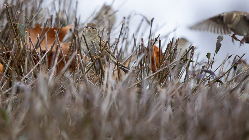 Калининградцев попросили посчитать воробьёв   - Новости Калининграда | Фото: Александр Подгорчук / Архив «Клопс»