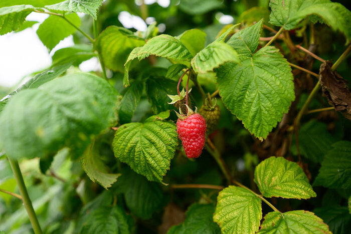 Когда сеять и сажать в Калининграде: лунный календарь и полезные контакты  | Фото: Александр Мелехов