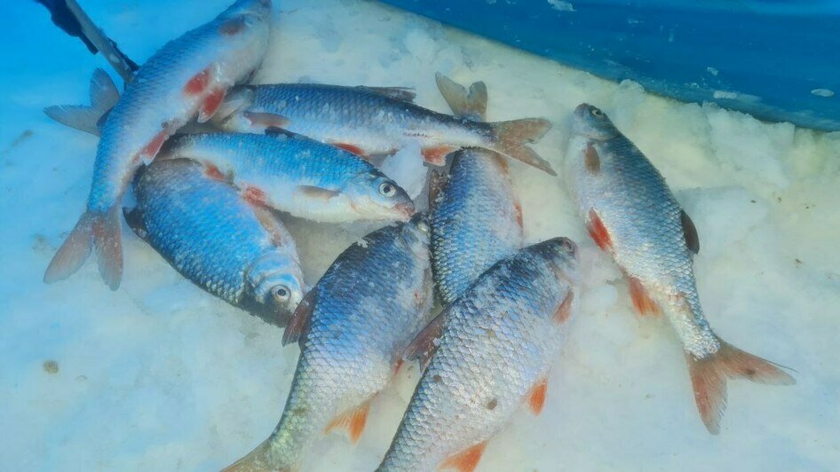 Раз плотвичка, два плотвичка: калининградские рыбаки рассказали, кто клюёт подо льдом (фото) - Новости Калининграда | Фото: Николай Смирнов