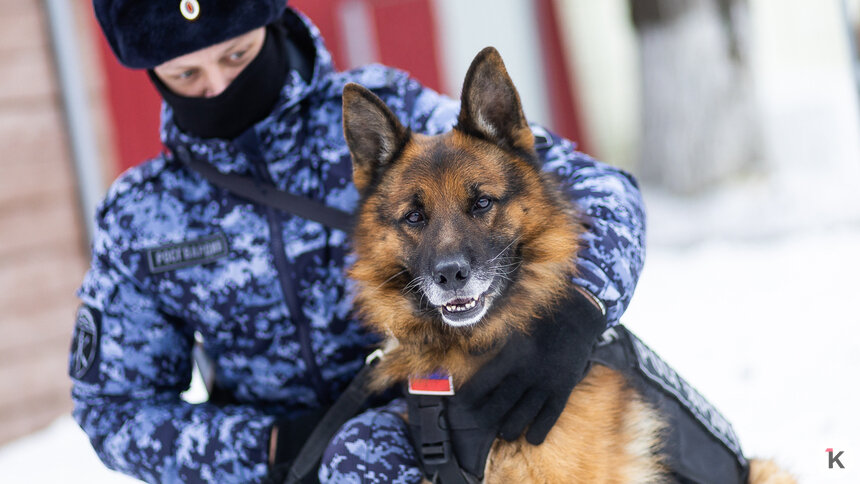 Зачем овчарке кричат «кис-кис»: как в Калининграде живут и служат патрульные собаки (фото)   - Новости Калининграда | Фото: Александр Подгорчук / «Клопс»