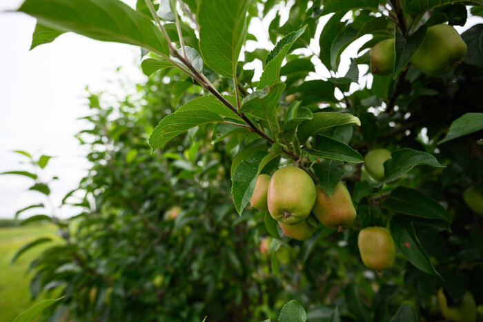 Когда сеять и сажать в Калининграде: лунный календарь и полезные контакты  | Фото: архив «СК»