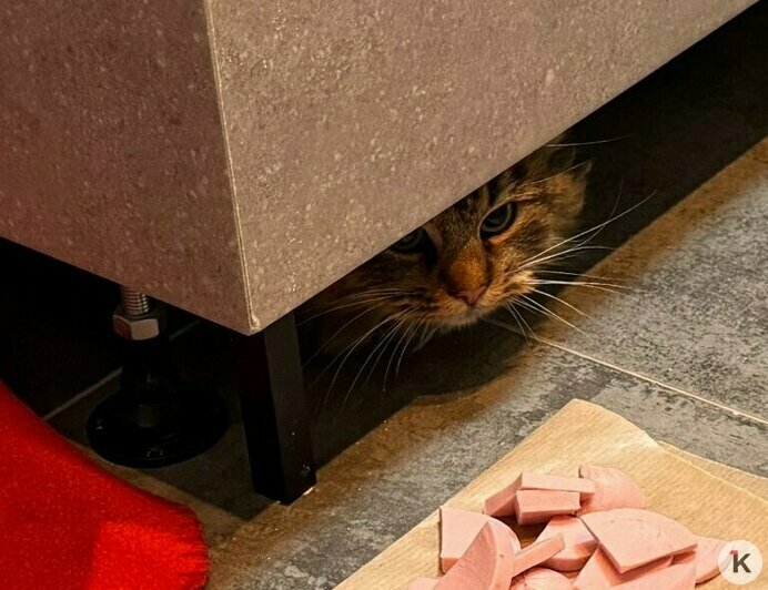 В Гурьевском округе альпинист спас кошку, застрявшую на старой водонапорной башне (фото, видео)   - Новости Калининграда | Фото: Эвелина