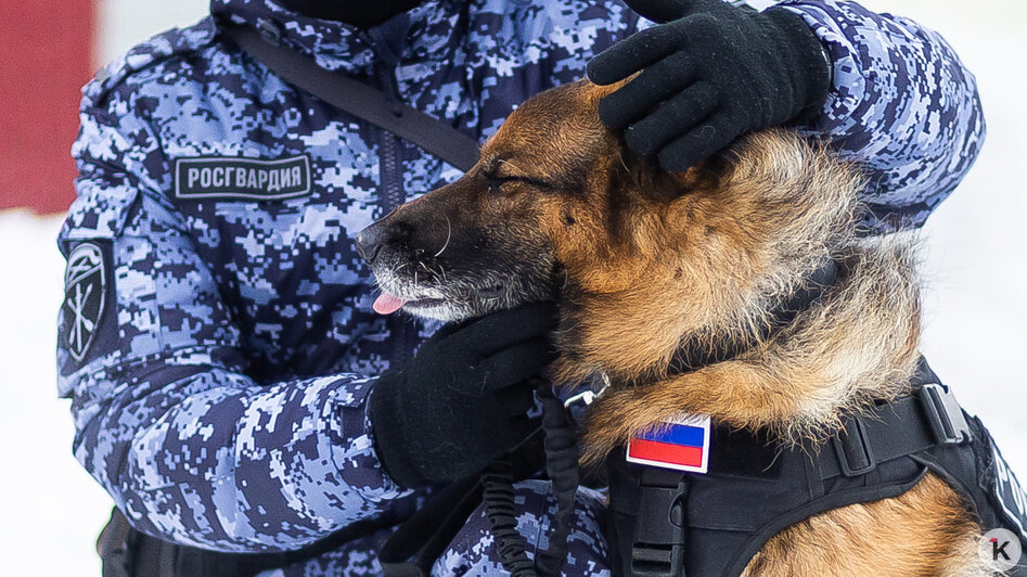 Зачем овчарке кричат «кис-кис»: как в Калининграде живут и служат патрульные собаки (фото)   - Новости Калининграда | Фото: Александр Подгорчук / «Клопс»