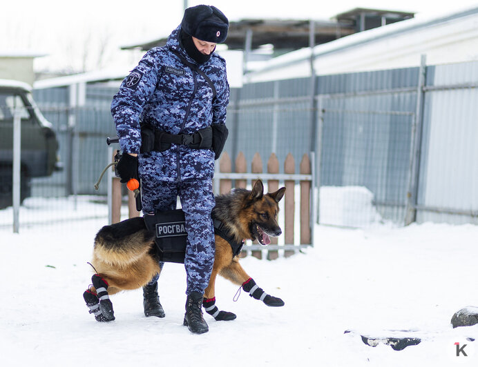 Зачем овчарке кричат «кис-кис»: как в Калининграде живут и служат патрульные собаки (фото)   - Новости Калининграда | Фото: Александр Подгорчук / «Клопс»