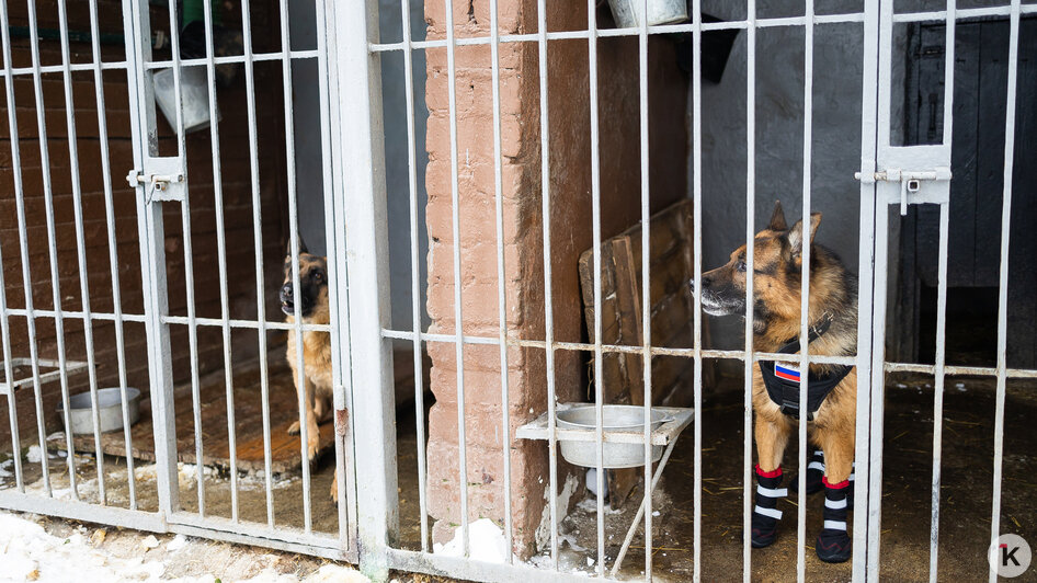 Зачем овчарке кричат «кис-кис»: как в Калининграде живут и служат патрульные собаки (фото)   - Новости Калининграда | Фото: Александр Подгорчук / «Клопс»