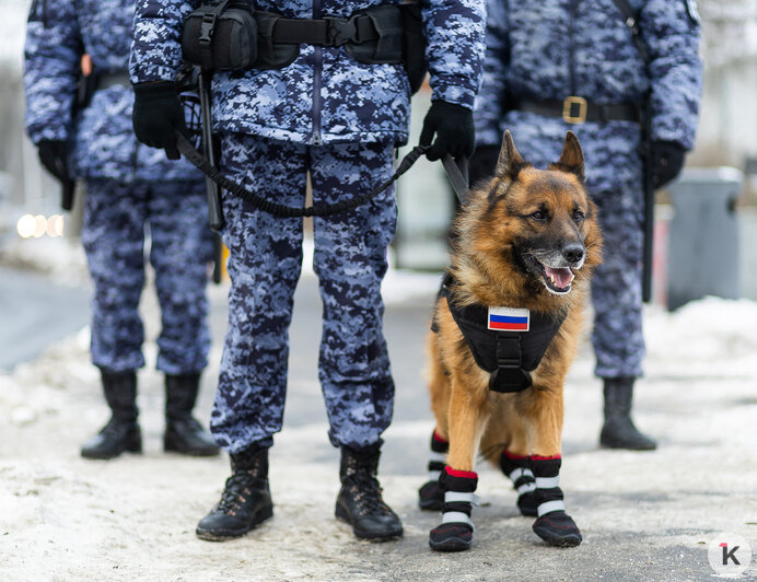 Зачем овчарке кричат «кис-кис»: как в Калининграде живут и служат патрульные собаки (фото)   - Новости Калининграда | Фото: Александр Подгорчук / «Клопс»