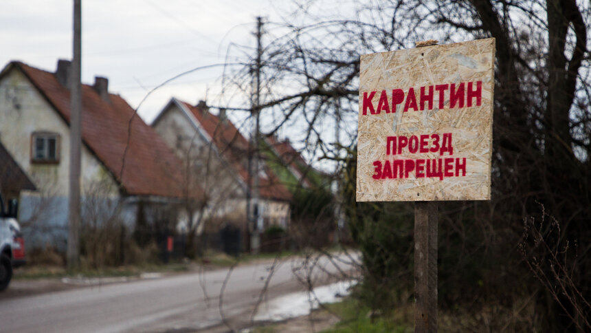 В Литве у домашних гусей выявили азиатскую чуму птиц - Новости Калининграда | Фото: Александр Подгорчук / Архив «Клопс»