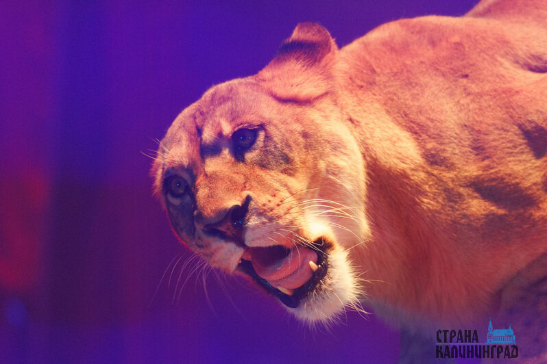 Звери на арене. | Фото: Александр Мелехов